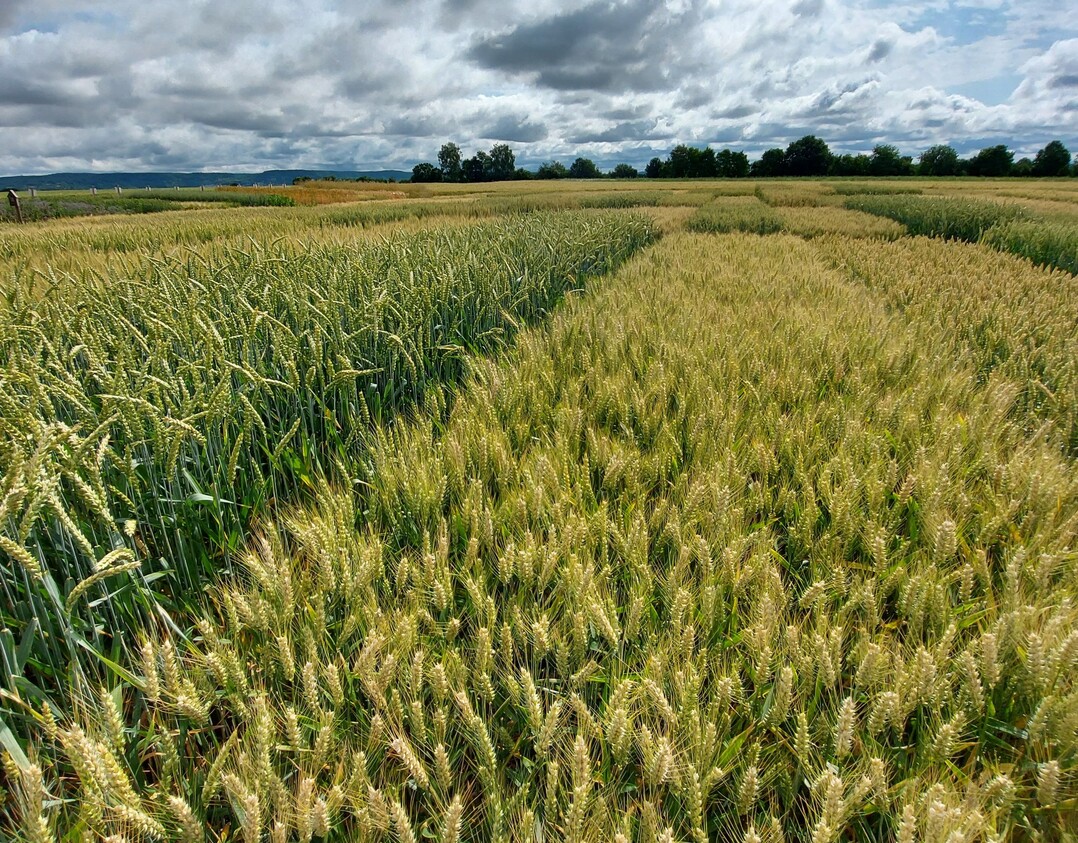 Sommerweizen f�r den Landessortenversuch am Standort Tailfingen der LTZ Augustenberg.