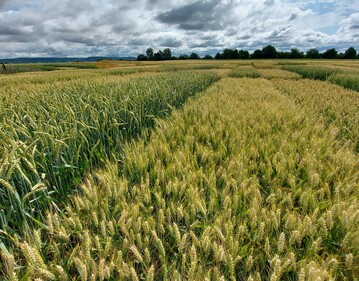 Sommerweizen f�r den Landessortenversuch am Standort Tailfingen der LTZ Augustenberg.