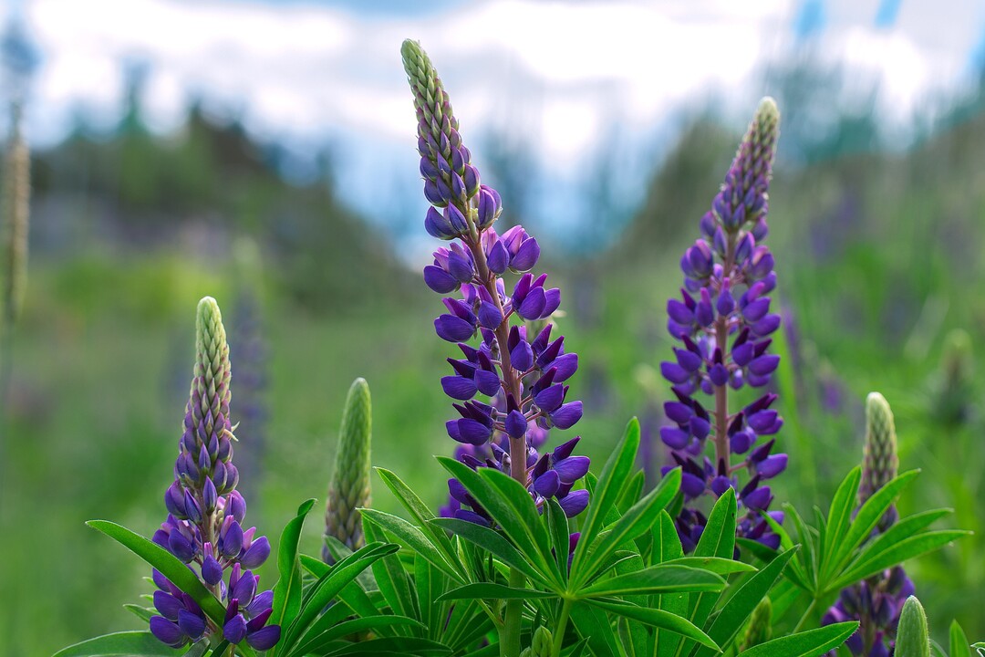 Blaue Lupine