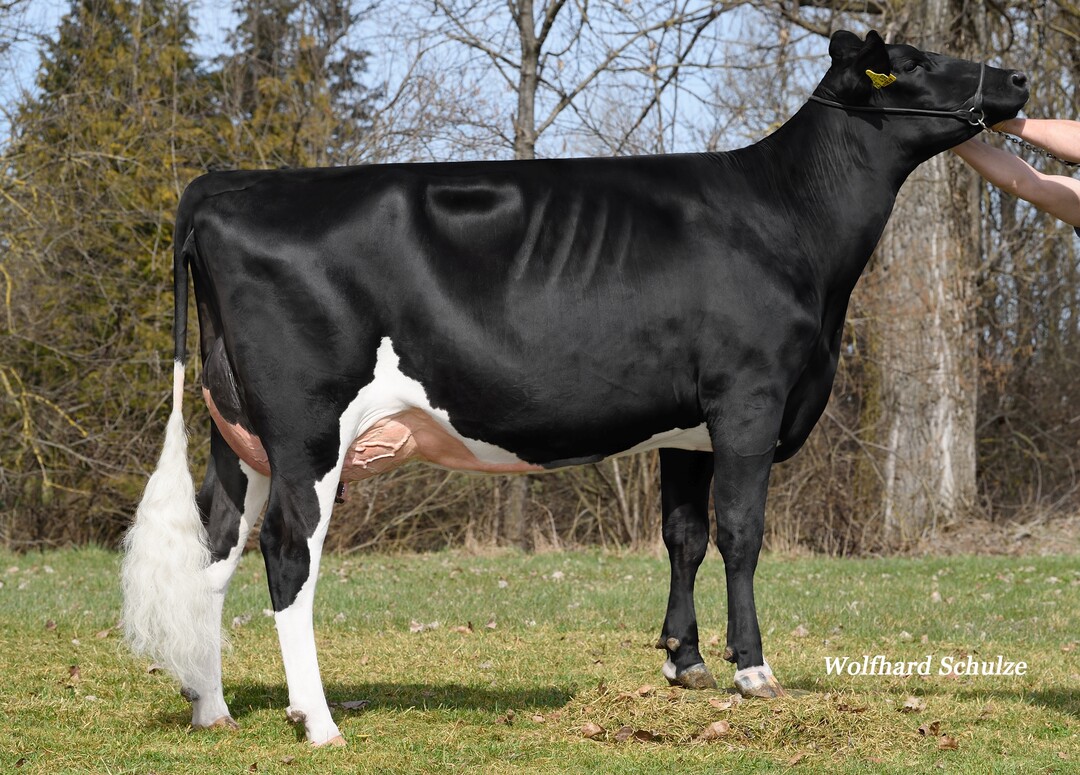   Die Beatbook-Tochter Lupine wurde von der K�mmel GbR in Essingen gezeigt. Die Kuh zeigt die St�rken des Bullen Beatbook.