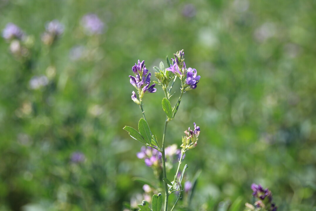 Betriebe, die stark auf biologische N-Fixierung durch Leguminosen setzen, weisen stärkere P-Defizite auf.