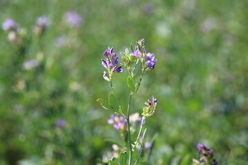 Betriebe, die stark auf biologische N-Fixierung durch Leguminosen setzen, weisen st�rkere P-Defizite auf.&nbsp;