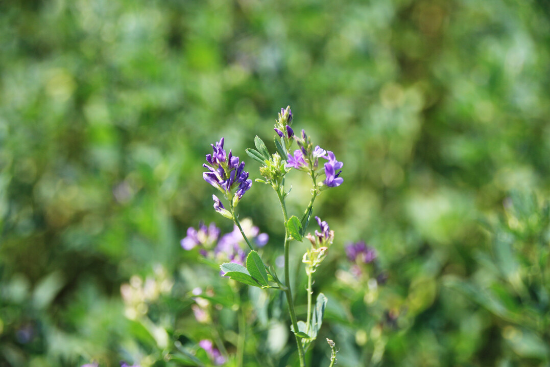 Das Forschungsprojekt "GalliLuz" untersucht die Eignung von Luzernebl�ttern und -spitzen f�r die �kologische Gefl�gelf�tterung.