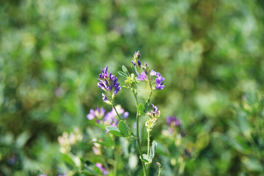 Das Forschungsprojekt "GalliLuz" untersucht die Eignung von Luzernebl�ttern und -spitzen f�r die �kologische Gefl�gelf�tterung.
