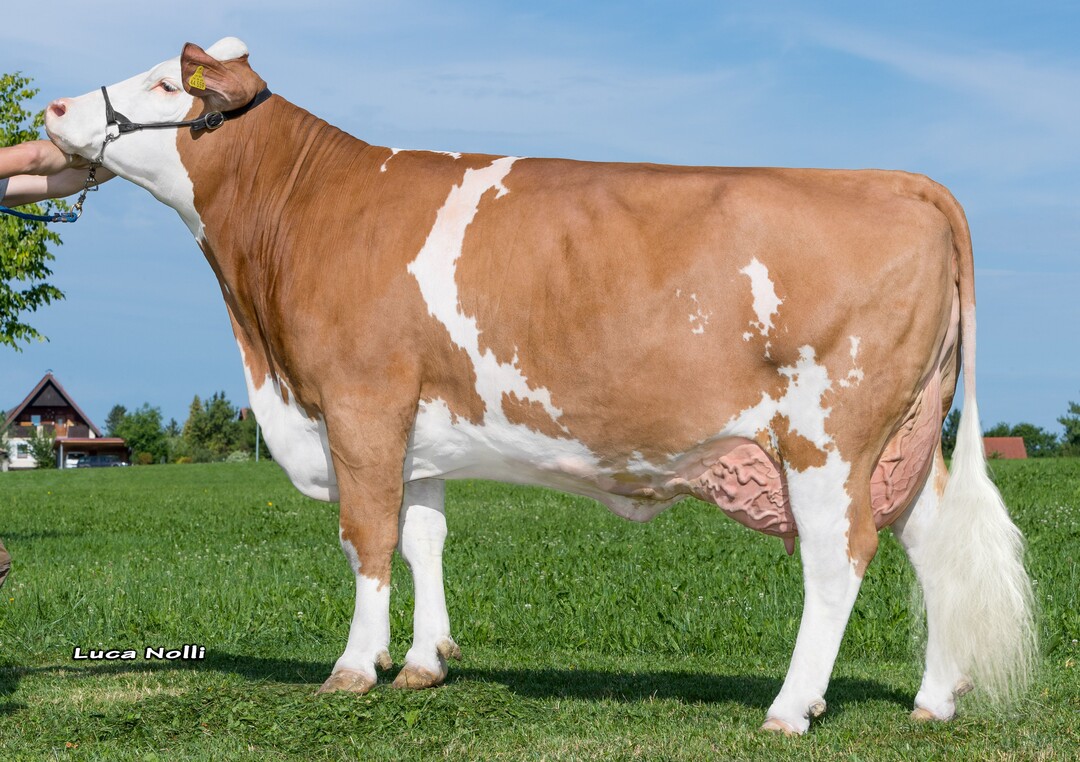 Monique ist die Mutter des Bullen Horizon, dem höchsten Hubraum-Sohn der GZL-Liste.