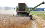 Das Getreide in Baden-Württemberg bringt in der laufenden Ernte gute Erträge und Qualitäten.