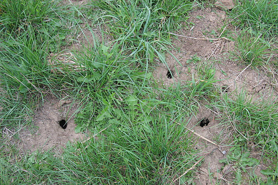 Ob Bek�mpfungsma�nahmen erforderlich sind, kann man mit der Lochtretmethode ermitteln.