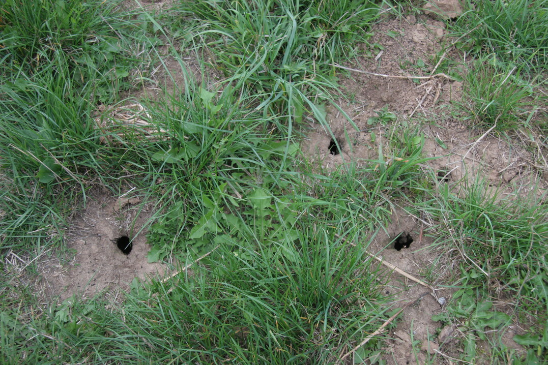 Typische M�usel�cher.