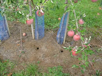 Sowohl W�hl- wie Feldm�use k�nnen in Obstanlagen einen erheblichen Schaden verursachen.