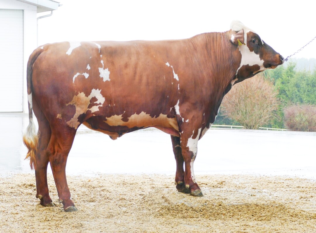 Mit dem Bullen Magnus hat es nach längerer Zeit wieder ein M -Linienvertreter in den Zweiteinsatz geschafft. Auch Magnus ist mit Ausnahme der schwächeren Inhaltsstoffe ein harmonisch vererbender Bulle.