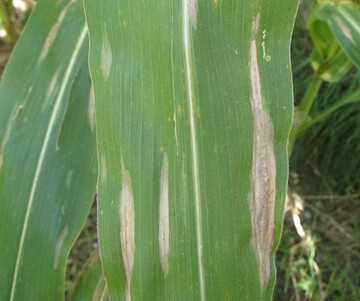 Setosphaeria turcica