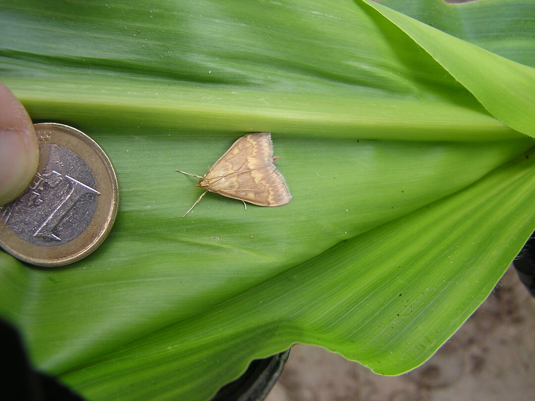 In vielen Regionen Baden-Württembergs ist der Beginn des Maiszünslerflugs aktuell sehr wahrscheinlich.