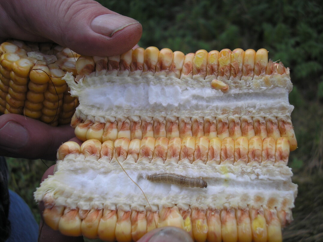 Raupen des Maisz�nslers im Herbst.