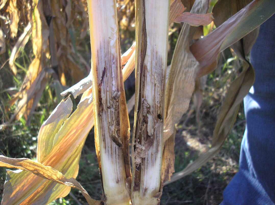 Nach K�rnermaisernte sollten zur�ckbleibende Raupen des Maisz�nslers durch Zerkleinern der Maisstoppeln bek�mpft werden.