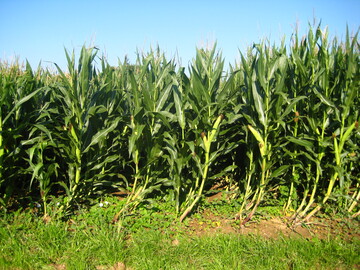 Standfestigkeit ist ein wichtiges Kriterium bei der Sortenwahl bei Mais