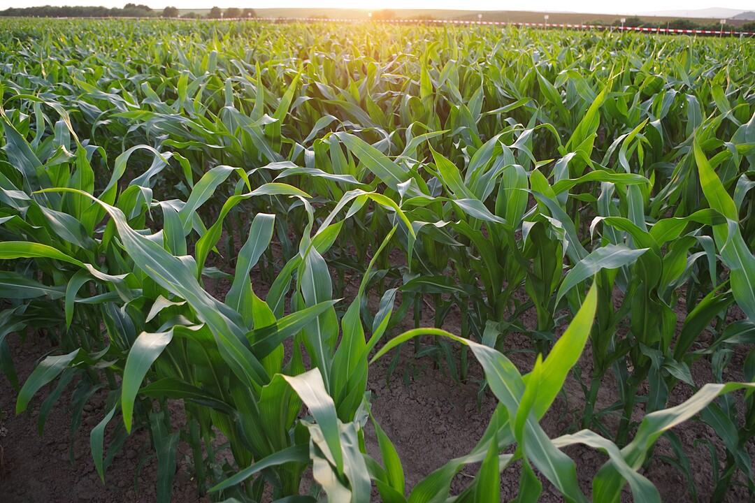 �komais Ende Juni 2017 in den Abendstunden. Die Saat erfolgte Ende April.