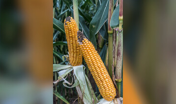 .: F�r einen erfolgreichen Anbau muss die gew�hlte Maissorte zu den betrieblichen Gegebenheiten passen.