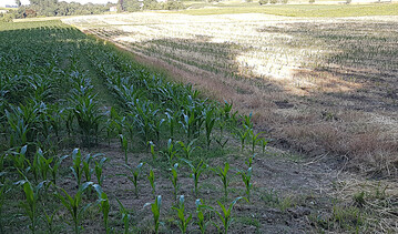 Von der Trockenheit besonders betroffen sind im Fr�hjahr ausges�te Getreidearten wie der Mais. Auf dem Acker links hat sich in der Mais bis dato (17. Juni) gut entwickelt, der Boden hat gen�gend Speicherkapazit�t, auf dem Feld daneben (rechts) sind die Pflanzen in ihrer Entwicklung deutlich zur�ck.