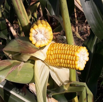 Erntereifer Silomais