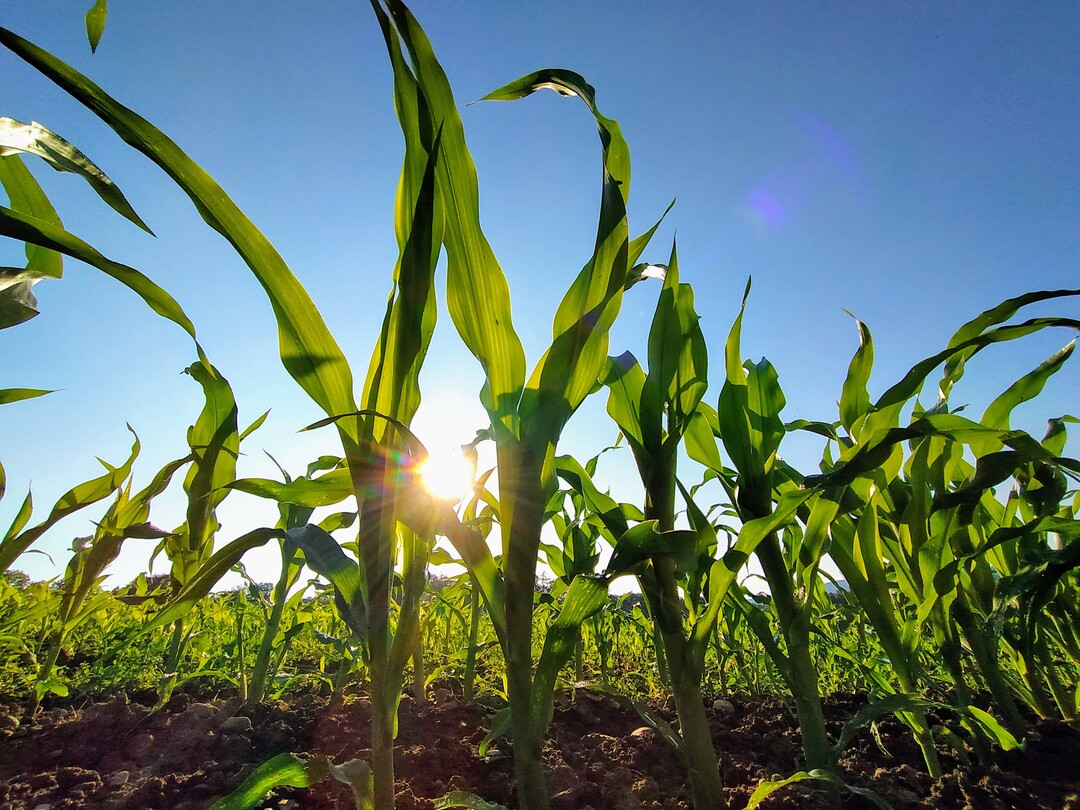   In der EU-Sortenpr�fung werden Sorten, die in einem anderen Land der EU zugelassen worden sind, auf ihre regionale Anbauw�rdigkeit gepr�ft.