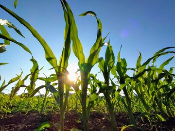  In der EU-Sortenpr�fung werden Sorten, die in einem anderen Land der EU zugelassen worden sind, auf ihre regionale Anbauw�rdigkeit gepr�ft.