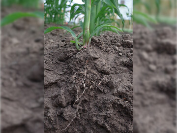Nach der Aussaat vermehren sich die Mikroorganismen an der Wurzel und sollen dabei g�nstige Wachstumsbedingungen f�r die Pflanzen schaffen. 