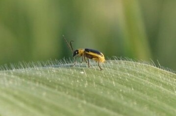 In vielen Landkreisen ist der Maiswurzelbohrer schon st�rker vertreten als zum gleichen Zeitpunkt 2017.