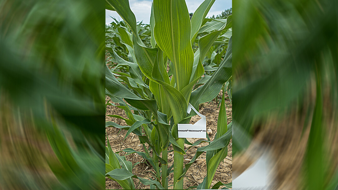 Durch Ausbringung von Trichogramma Schlupfwespen kann der Maisz�nsler in vielen F�llen erfolgreich kontrolliert werden.