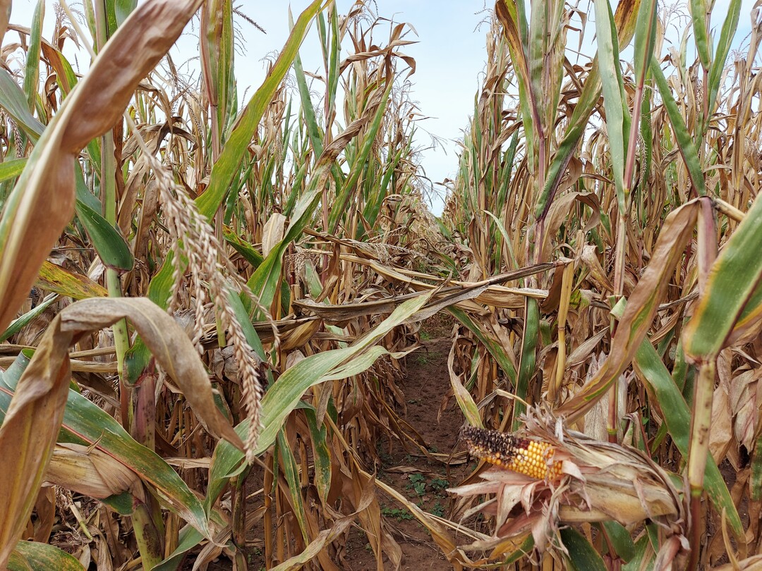 Der Körnermais war 2022 von Trockenheit und Maiszünsler gezeichnet.