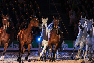 "Silberne Herde" - Vollblutararberstuten vom Haupt- und Landgest�t Marbach 