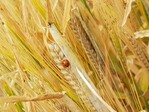 In diesem Jahr tummelten sich sehr viele Marienkäfer auf den Gerstenähren.