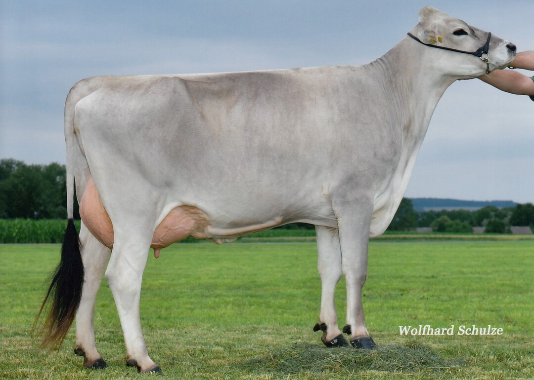 Huvi Marion aus der Zucht von Jürgen Held in Ulm-Donaustetten ist die Mutter des Spitzenbullen Casanova.