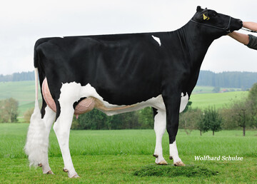 Leistungs- und exterieurstark: Die Booman-Tochter Marlene von Bernhard Maurus in Leutkirch-Engelboldshofen gezüchtet.