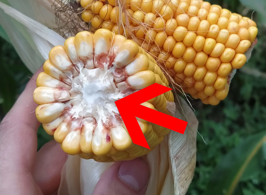 Zerkleinerte Maisspindeln helfen umweltfreundlich gegen Gl�tte, wenn sie gestreut werden.