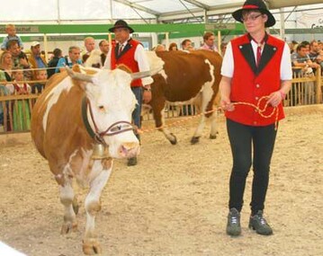 Im Ring: Hildegard Schelshorn aus Bernau im Ring mit ihrer Hamappa Tochter Sonja, die schon zehnmal abgekalbt immer noch jung aussieht. Frau Schelshorn betreute dankenswerter Weise die ganze Ausstellungsdauer die W�ldertiere. Im Hintergrund Zuchteiter Dr. Franz Maus mit der Piragustochter Brupira von Otmar Klausmann, St. Georgen- Oberkirnach. 