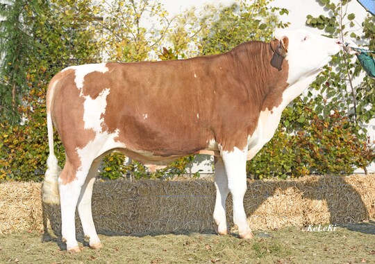 Medicus PP ist ein ein sehr kompletter, reinerbig hornloser Bulle.