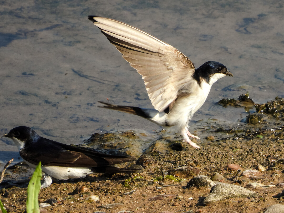 Seit den 1980er Jahren sind die Bestände von Mehlschwalben im Land dramatisch eingebrochen.