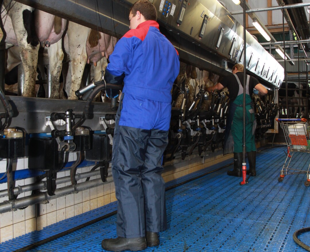 Europaabgeordnete sehen die Notwendigkeit, Milchbauern zu unterst�tzen.