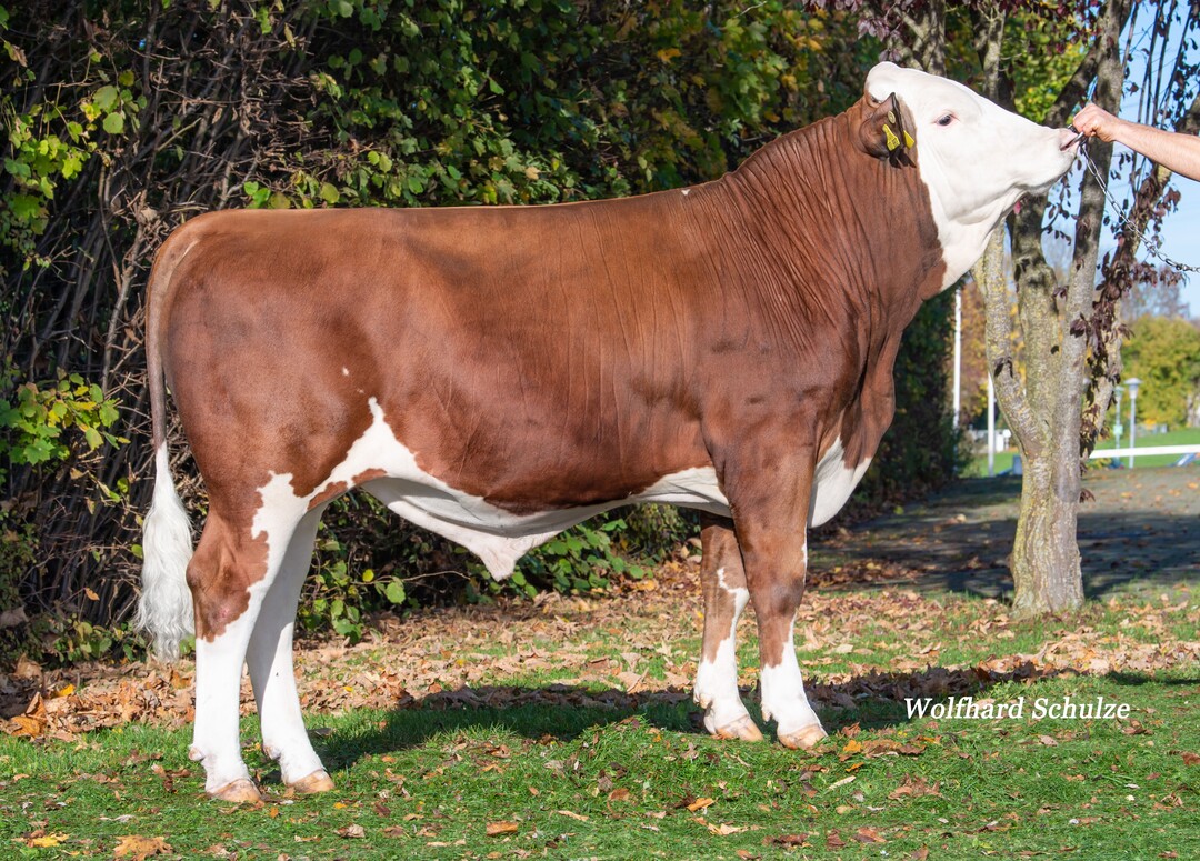 Merdico P ist als hornloser Bulle und einem GZW von 140 einer der interessantesten neuen Bullen. Der Vererber wurde von der Häcker GbR in Gussenstadt gezüchtet.