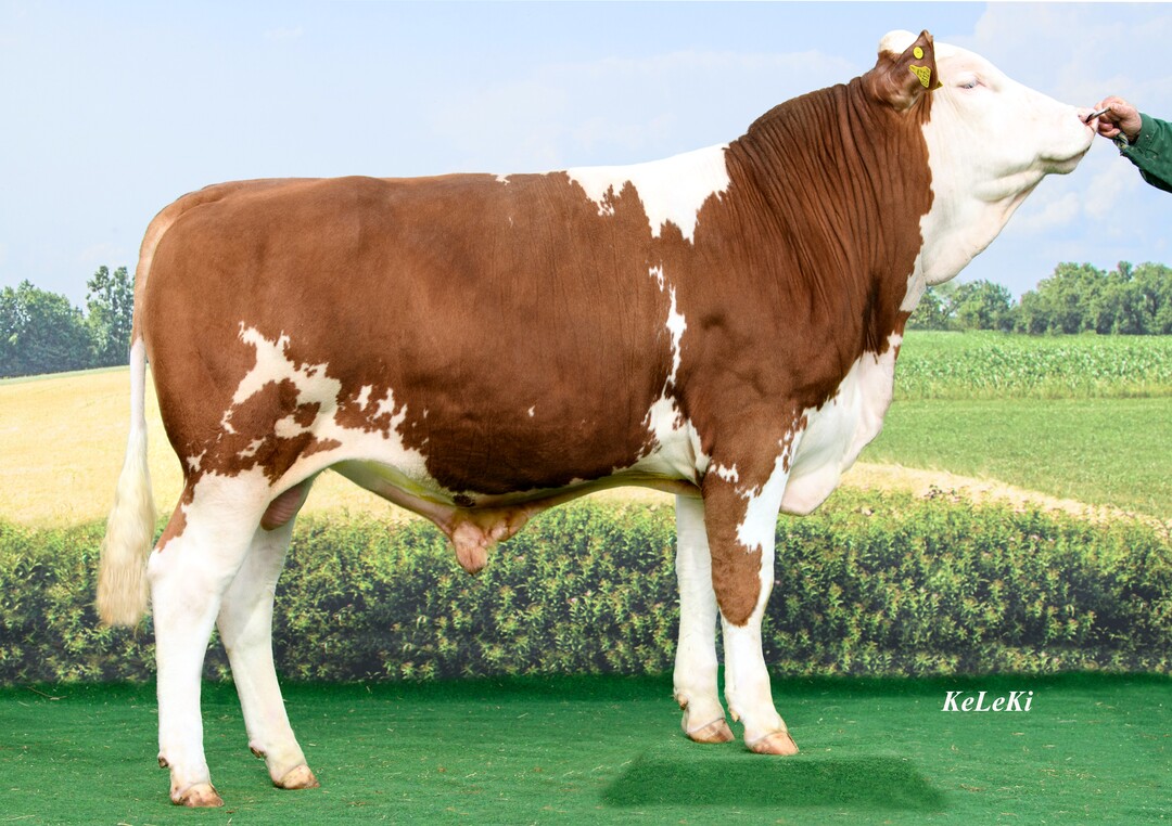   Mert ist ein hoher Mettmach-Sohn, der mit einem GZW von 138 startet und einen vielversprechenden Fleischwert zeigt.