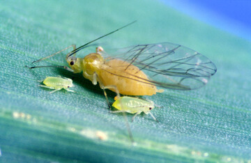 Bleiche Getreideblattlaus