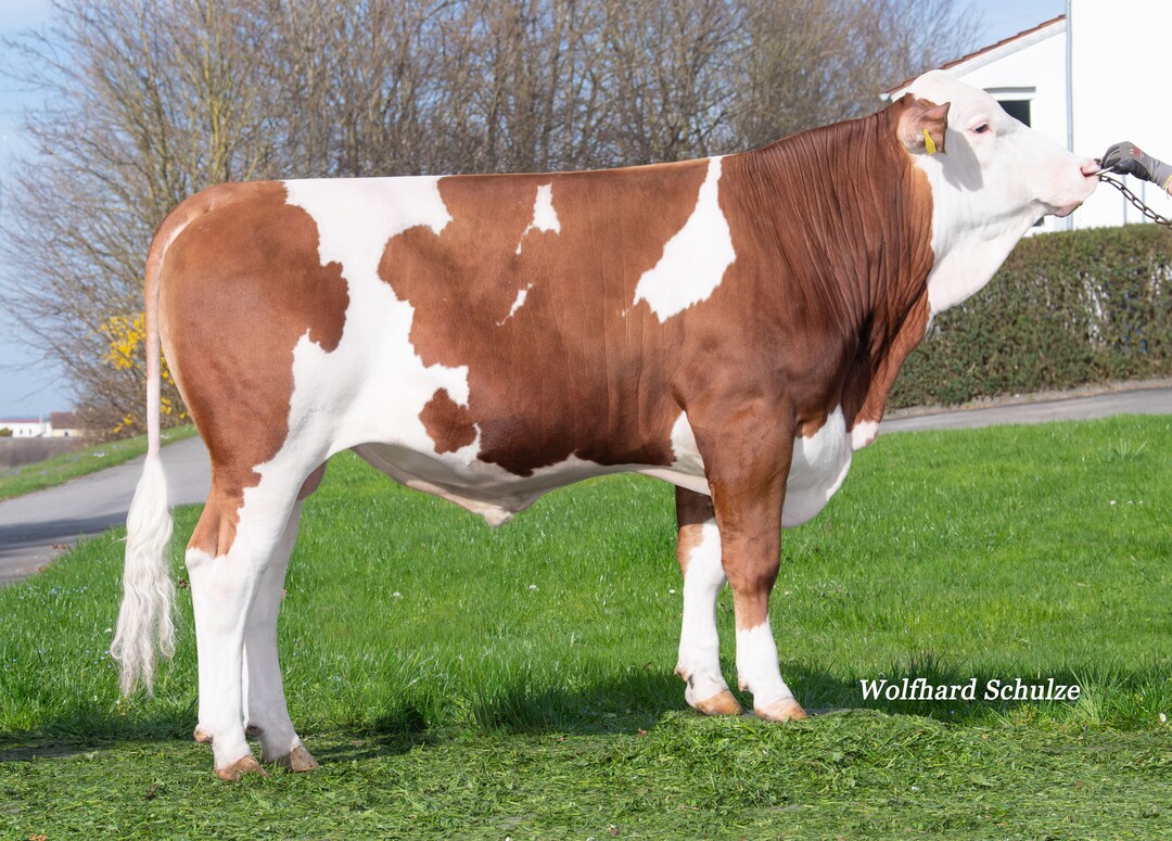 Meventi PP ist einer der komplettesten reinerbig hornlosen Bullen, der viel Typ verspricht.