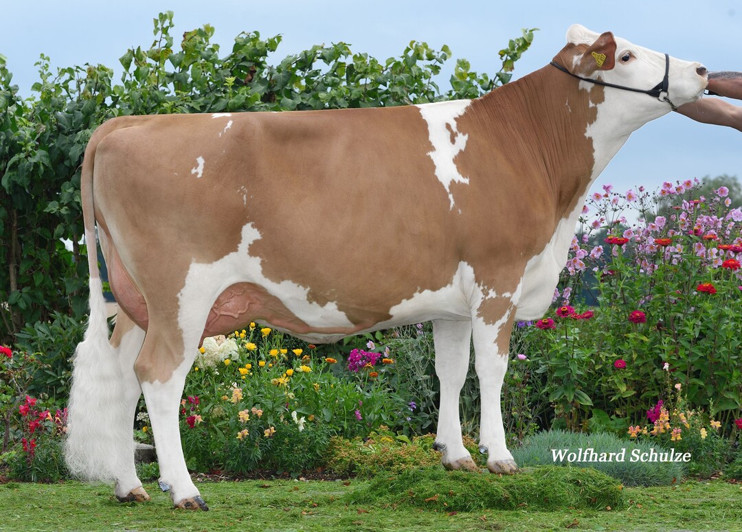 Miami Mia aus der Zucht von Max Hartmann in Aichstetten ist die Mutter des neuen Zafon-Sohnes Zappa.