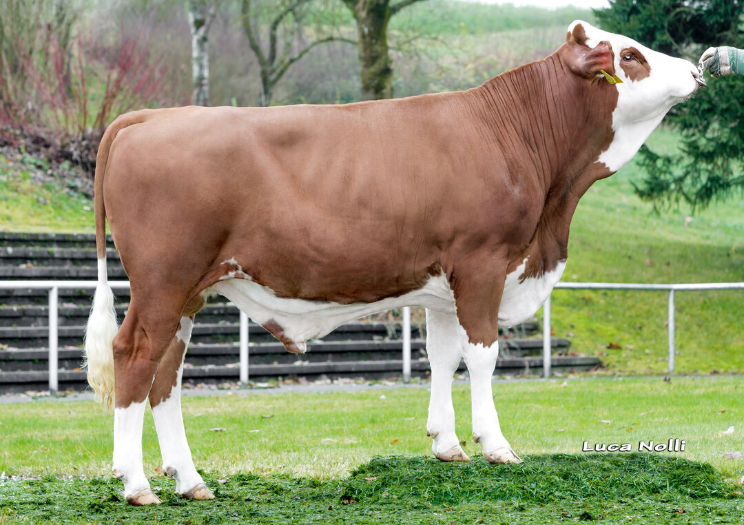 Miami ist aktuell der höchste Mint-Sohn und geht auf die Mutter von Siwil zurück.