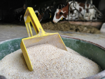  Ein zu hoher Kraftfutteranteil in der Ration kann bei Rindern eine subakute Pansenazidose hervorrufen.&nbsp; 