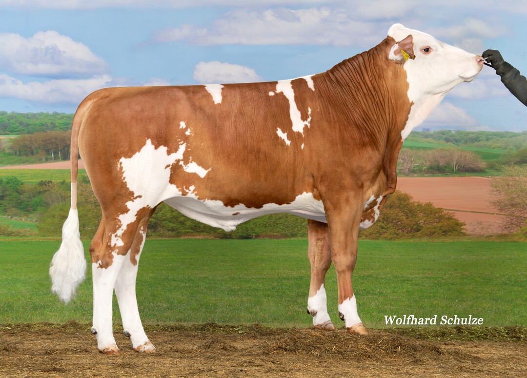 Mid PP ist ein sehr kompletter reinerbig hornloser Meverik-Sohn, der eine gute Eutervererbung verspricht