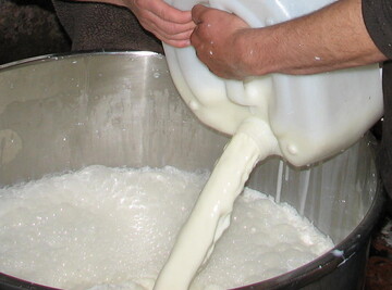 Frische Rohmilch in ein rares Gut: Slow Food setzt sich f�r den einfachen und unb�rokratischen Vertrieb und Erwerb von naturbelassener Milch und auch Rohmilch ein.