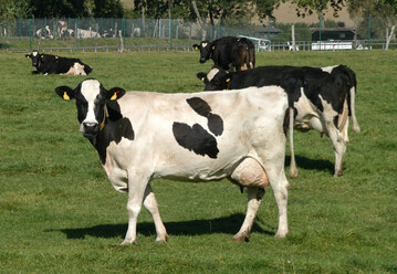 Stark schwankende Milchauszahlungspreise machen ein durchdachtes Risikomanagement in Zukunft auch f�r Milcherzeuger unverzichtbar.