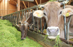 Mit viel Tierwohl und einer nachhaltigen Milchproduktion wie hier im Allgäu können die Erzeuger in Baden-Württemberg punkten. Alle im BWagrar-Preisspiegel ausgewiesenen Molkereien haben sich 2015 gut geschlagen. Sie liegen über 30 Cent und damit über dem Bundesdurchschnitt.