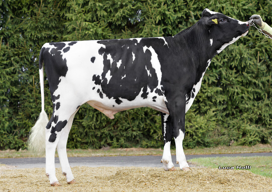 Der schwarzbunte Holsteinbulle bringt 100 Prozent hornlose K�lber.